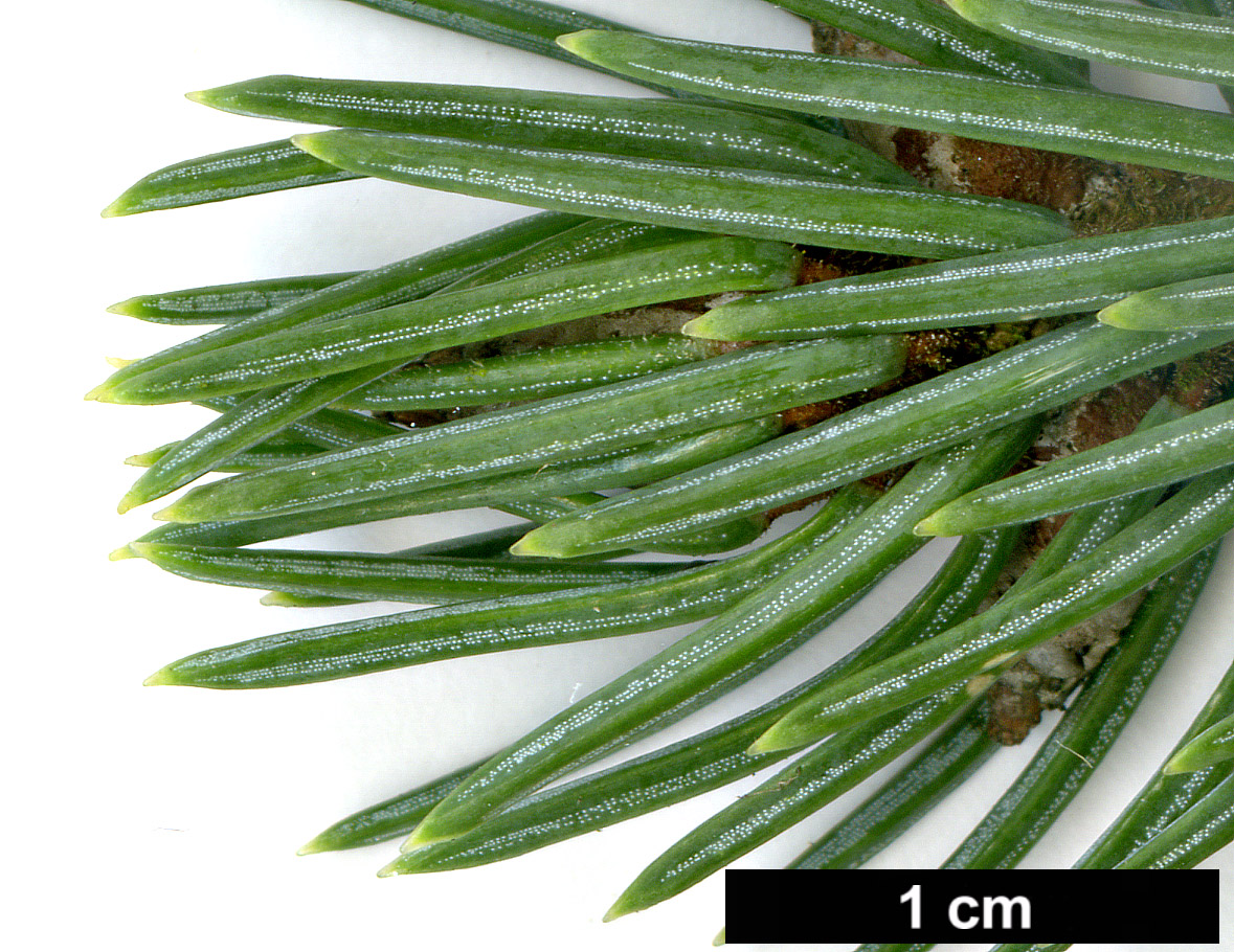 High resolution image: Family: Pinaceae - Genus: Picea - Taxon: likiangensis - SpeciesSub: var. hirtella